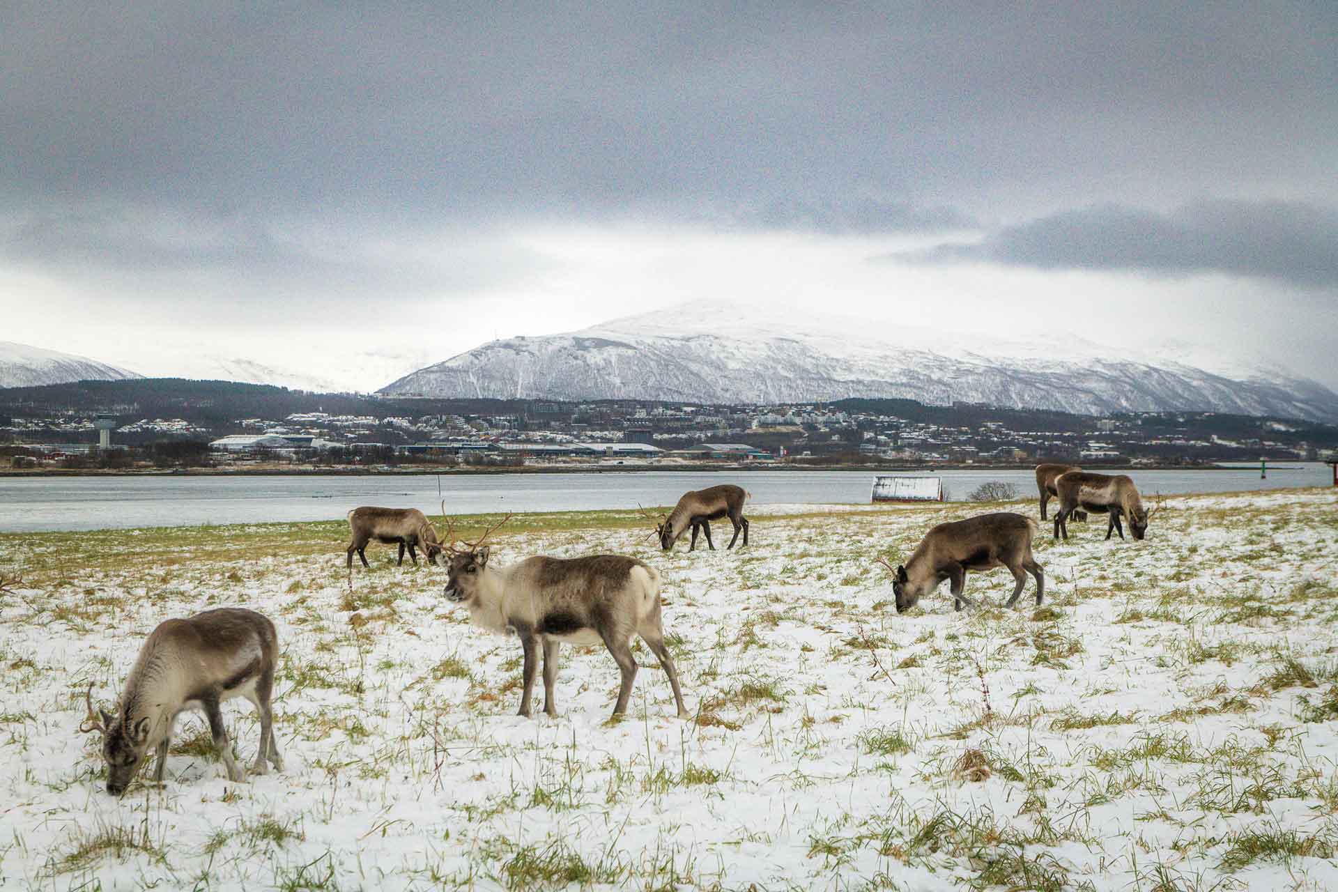 Photographer Tromsoe